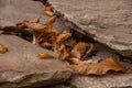 The wonderful chestnut season has started