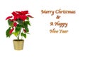 Wonderful Christmas Poinsettias