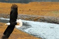 BIRDS- Alaska- Close Up of an American Bald Eagle in Flight Royalty Free Stock Photo