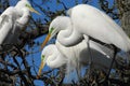 BIRDS- Florida- Close Up of Three Great White Egrets in Treetop Courtship Royalty Free Stock Photo