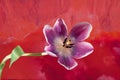 A wonderful close up single purple tulip on a red mottled background texture Royalty Free Stock Photo