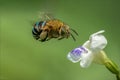 Closeup Blue Striped Honeybee in the midday Royalty Free Stock Photo