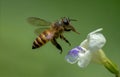 Closeup Honeybee in the midday Royalty Free Stock Photo