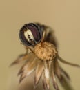 Closeup horsefly in the evening while going to sleep Royalty Free Stock Photo