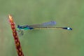 Wonderful closeup needle dragonfly in the evening