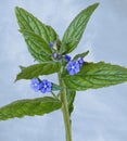 Wonderful closeup of small blue flower