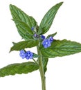 Wonderful closeup of small blue flower