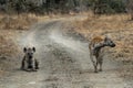 Wonderful closeup of spotted hyenas in the savanna