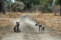 Wonderful closeup of spotted hyenas in the savanna