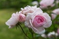 Wonderful clusters with very elegant buds and flower rose. The blooms are a lovely glowing mid pink at the centre