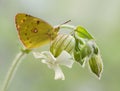 A wonderful Colias hyale sits on a white field flower