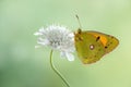 A wonderful Colias hyale sits day on a wite field flower