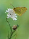 A wonderful Colias hyale sits on a wite field flower