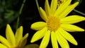 A Collection Of Free Range Yellow Daisy Flowers V