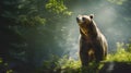wonderful colored full-body picture of a bear in the forest