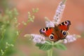 Wonderful colorful peacock butterfly perching on pink flower Royalty Free Stock Photo