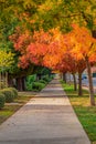 Wonderful colors of Autumnleaves Royalty Free Stock Photo