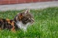 A wonderful, colourful domestic cat lying in the garden and watching some mouses or birds for eating