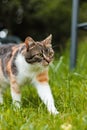 Wonderful colourful domestic kitten walks around garden following her owner. Young curious felis catus domesticus on his