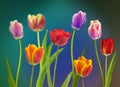 Wonderful  colourful Tulips Royalty Free Stock Photo