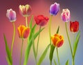 Wonderful  colourful Tulips Royalty Free Stock Photo