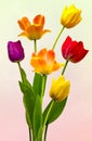 Wonderful colourful Tulips Royalty Free Stock Photo