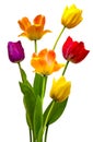 Wonderful colourful Tulips Royalty Free Stock Photo