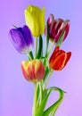 Wonderful colourful tulips on a plain background Royalty Free Stock Photo