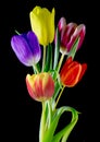 Wonderful colourful tulips on a plain background Royalty Free Stock Photo