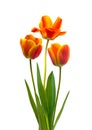 Wonderful  colourful Tulips Royalty Free Stock Photo