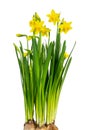 Wonderful Daffodil Narcissus, Daffodil, Amaryllidaceae isolated on white background, including clipping path