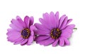 Wonderful Daisy Marguerite, Bornholmmargerite isolated, including clipping path without shade. Royalty Free Stock Photo
