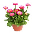 Wonderful daisy pot for planting in the spring garden isolated, including clipping path without shade. Royalty Free Stock Photo