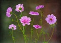 Wonderful dancing Cosmos flowers Royalty Free Stock Photo