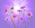 Wonderful dancing Cosmos flowers Royalty Free Stock Photo