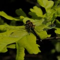 Wonderful dragonfly on oak leaf