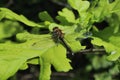 Wonderful dragonfly on oak leaf