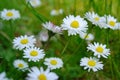 Wonderful dreamlike daisies meadow in spring. Royalty Free Stock Photo