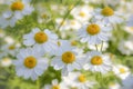 Wonderful dreamlike daisies meadow in the sunlight.