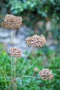 Wonderful dried flowers close-up