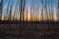 Wonderful dry trees in the middle of the field Royalty Free Stock Photo