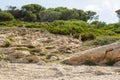 Wonderful dune landscape Cala Mesquida Mallorca Spain