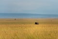 wonderful elephants in the amboseli national park Royalty Free Stock Photo