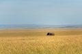 wonderful elephants in the amboseli national park Royalty Free Stock Photo