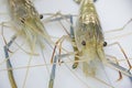 Wonderful face of giant freshwater prawns