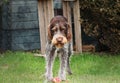 Wonderful face of Bohemian Pointer in whole her beauty. Brown fur with grey colour on legs. Angry face of dog. Bohemian wire in