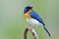 Wonderful face fascinated blue bird with orange feathers on its chest perching on curve twig over soft light and blur green