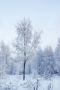 A wonderful fairy-tale forest stands covered with snow. Trees are abstract patterns of snow.