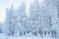 A wonderful fairy-tale forest stands covered with snow. Trees are abstract patterns of snow.