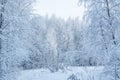 A wonderful fairy-tale forest stands covered with snow. Trees are abstract patterns of snow.